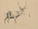 Wilhelm Kuhnert, Elk, graphite on paper