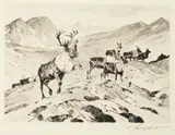 Carl Rungius, Above Timberline, etching on paper