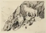 Carl Rungius, Dall Sheep, Drypoint Etching