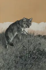 Carl Rungius, For down in the hollows ..., gouache on paper