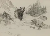 Carl Rungius, Face to Face, pencil on paper