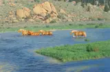 Tucker Smith, Crossing Over to New Pasture, 1985, oil on canvas