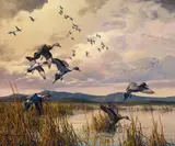 Harry Adamson, Pintails