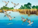 Richard Evett Bishop, Pintails, oil on canvas