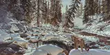 Guy Coheleach, Yellowstone Puma, oil on canvas