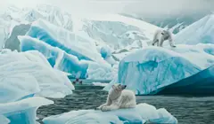 Rod Frederick, Polar Bears, 1994, oil on canvas