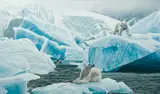 Rod Frederick, Polar Bears, 1994, oil on canvas