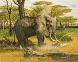 Bob Kuhn, Elephants Dusting