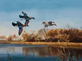 David Maass, Wood Ducks
