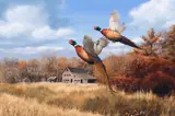 David Maass, Pheasants