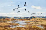Hugh Monahan, Canadian Geese, 1953, oil on canvas