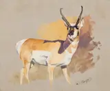 Antelope by Carl Rungius, oil on canvas laid on board, sold Jul 2008