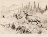 Challenged by Carl Rungius, Drypoint Etching, sold Jul 2008