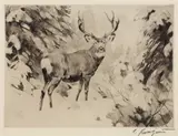 Mule Deer by Carl Rungius, etching on paper, sold Jul 2008
