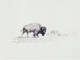 Lords of the Yellowstone by Charles Marion Russell, pen & ink on paper, sold Jul 2008