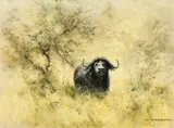 David Shepherd, Cape Buffalo