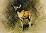 David Shepherd, Kudu Calf