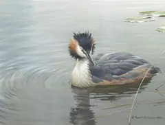 Robert Bateman, Great Crested Grebe, 1983, oil on board