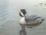 Robert Bateman, Great Crested Grebe
