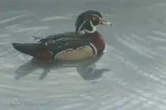 Robert Bateman, Wood Duck, 2000, oil on board