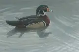 Robert Bateman, Wood Duck