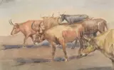 Edward Borein, Longhorn Steers, watercolor on paper
