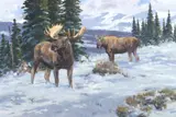 Ken Carlson, Quiet Cold