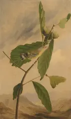 Joseph Bartholomew Kidd, Black & Yellow Warbler, 1821, oil on board