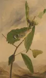 Joseph Bartholomew Kidd, Black & Yellow Warbler, 1821, oil on board