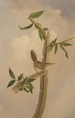 Joseph Bartholomew Kidd, Bewick's Wren, 1821, oil on board