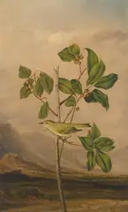 Joseph Bartholomew Kidd, Tennessee Warbler, 1821, oil on board
