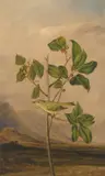 Joseph Bartholomew Kidd, Tennessee Warbler, 1821, oil on board