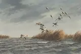 David Maass, Choppy Inlet