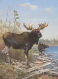 New Brunswick Moose by Carl Rungius, 1904, oil on canvas, sold Jul 2007