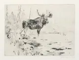 An Old Fighter by Carl Rungius, etching on paper, sold Jul 2007