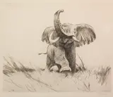 Wilhelm Kuhnert, African Elephant, 1924, etching on paper