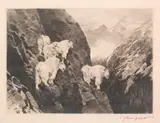 Carl Rungius, Goats