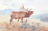 Carl Rungius, Wyoming Herd Bull