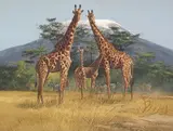 Gary Swanson, Giraffes