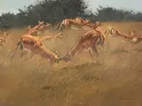 Gary Swanson, Impala
