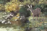 Ken Carlson, Summer Creek - Mule Deer, oil on board