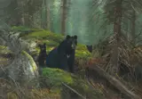 Michael Coleman, In the Forest, Black Bears