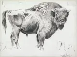 Wilhelm Kuhnert, Bison, graphite on paper