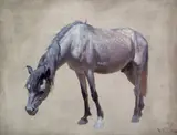 William Robinson Leigh, Navajo Horse