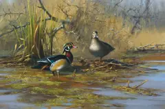 Gary Moss, Wood Ducks, oil on canvas