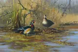 Gary Moss, Wood Ducks, oil on canvas