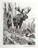 Carl Rungius, Alaskan Moose