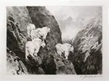 Carl Rungius, Goats
