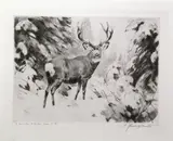 Carl Rungius, Mule Deer
