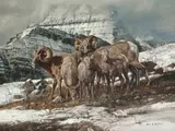 Gary Swanson, Big Horn Sheep